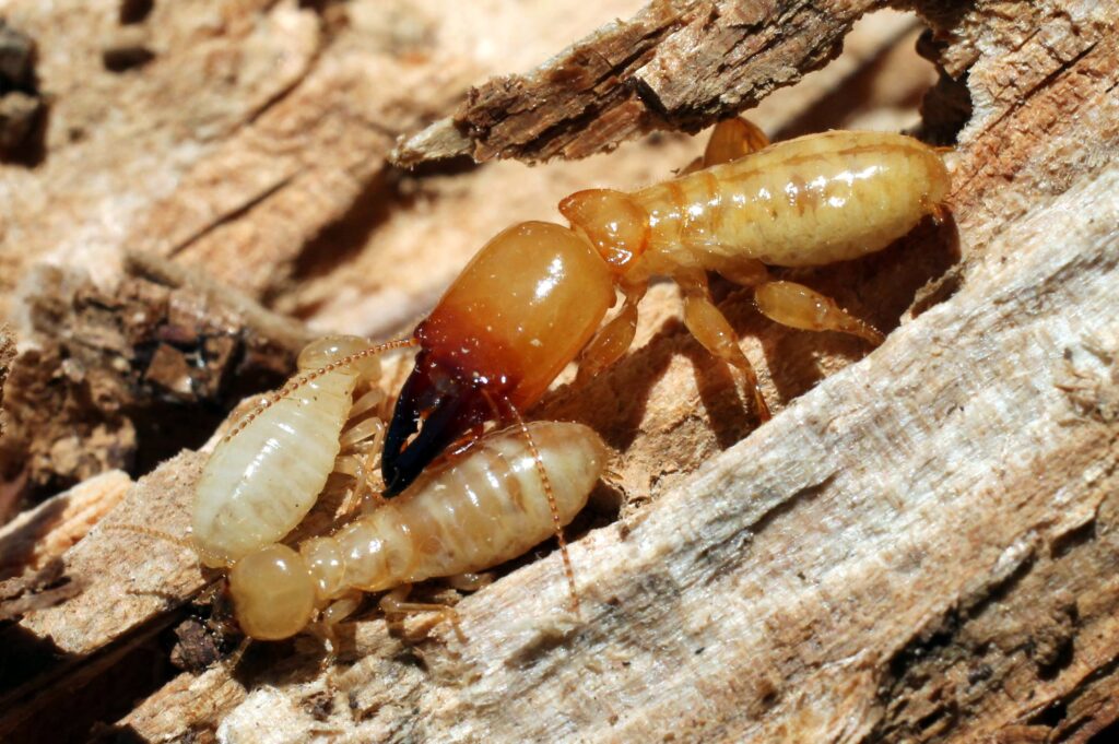 TERMITE PEST CONTROL